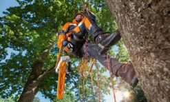 Arboricultura