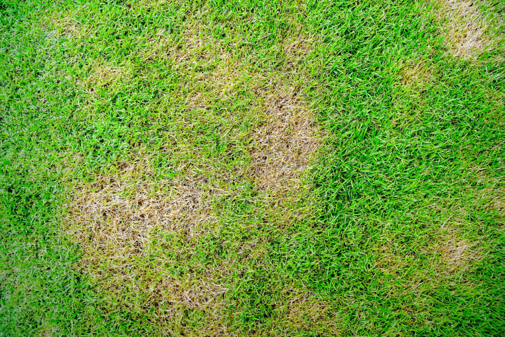cesped-enfermo-1024x683 Enfermedades del césped: Un análisis profundo para proteger tu jardín